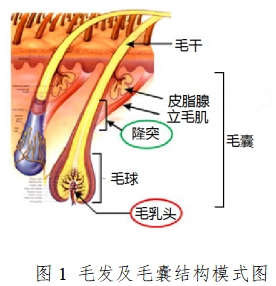 半導(dǎo)體激光脫毛機(jī)注冊技術(shù)審查指導(dǎo)原則（2020年第15號）(圖1)