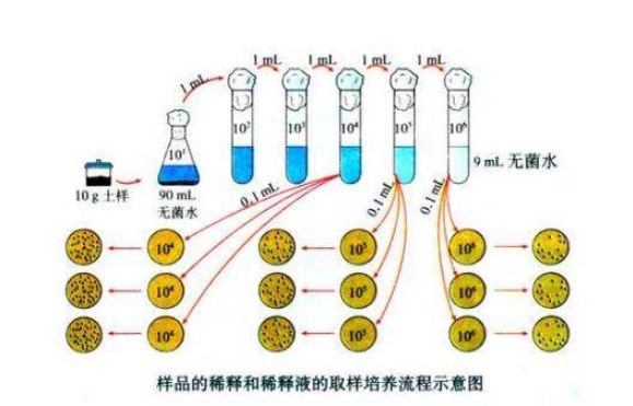 什么是微生物梯度稀釋？微生物梯度稀釋計算公式(圖1)