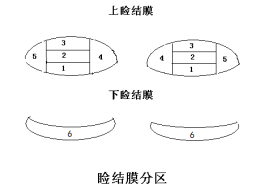 接觸鏡護(hù)理產(chǎn)品注冊(cè)技術(shù)審查指導(dǎo)原則（食藥監(jiān)辦械函[2011]116號(hào)）(圖2)