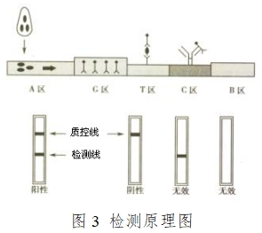 人絨毛膜促性腺激素檢測試劑（膠體金免疫層析法）注冊技術(shù)審查指導(dǎo)原則（2016年修訂版）（2016年第28號(hào)）(圖9)